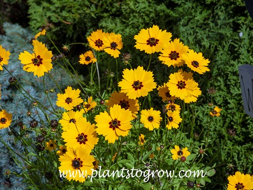 Golden Mane Coreopsis (Coreopsis basalis)